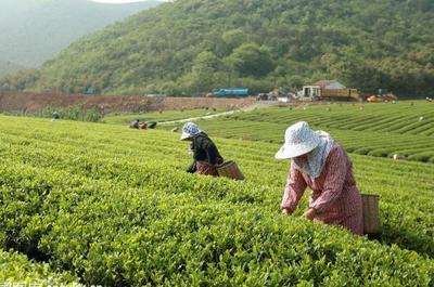 草根“茶人”羅平琴 茶山種出致富夢，年入40萬的創(chuàng)業(yè)心路