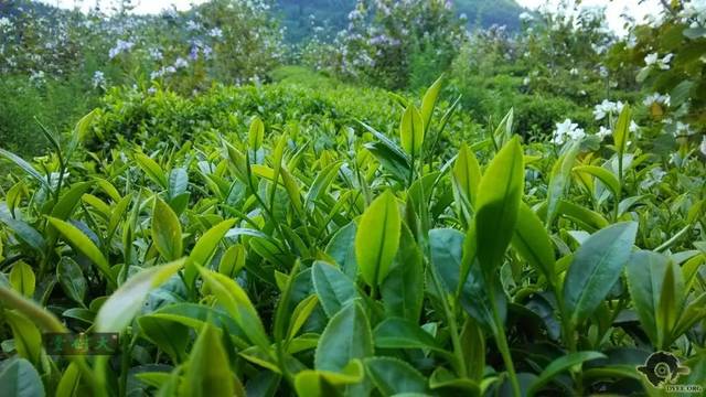 清遠(yuǎn)擎畫茶業(yè)藍(lán)圖 英德紅茶劍指“中國紅茶第一品牌”，百萬畝產(chǎn)區(qū)蓄勢待發(fā)